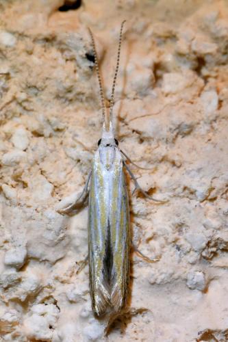 Coleophora sp.